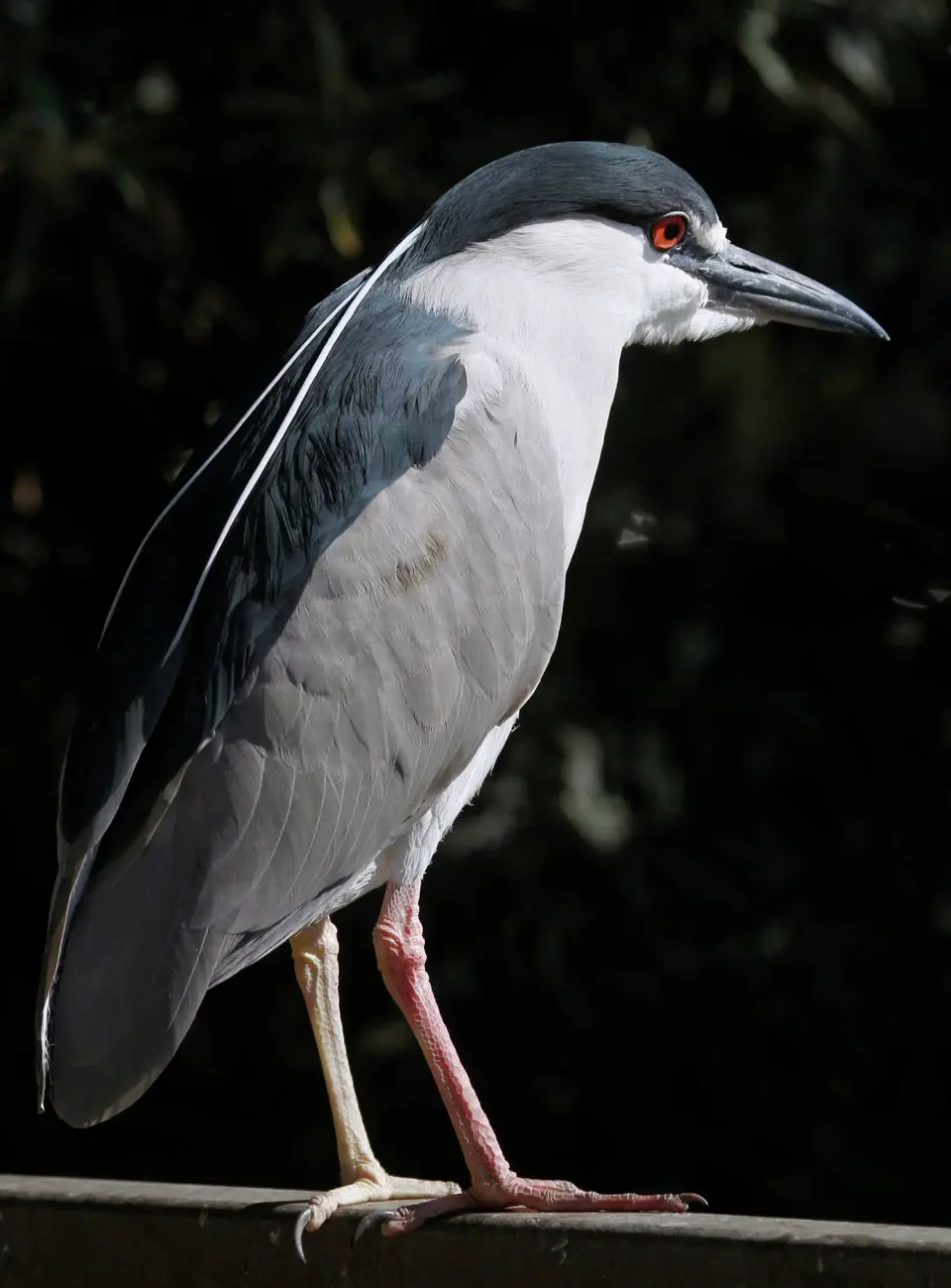 night heron